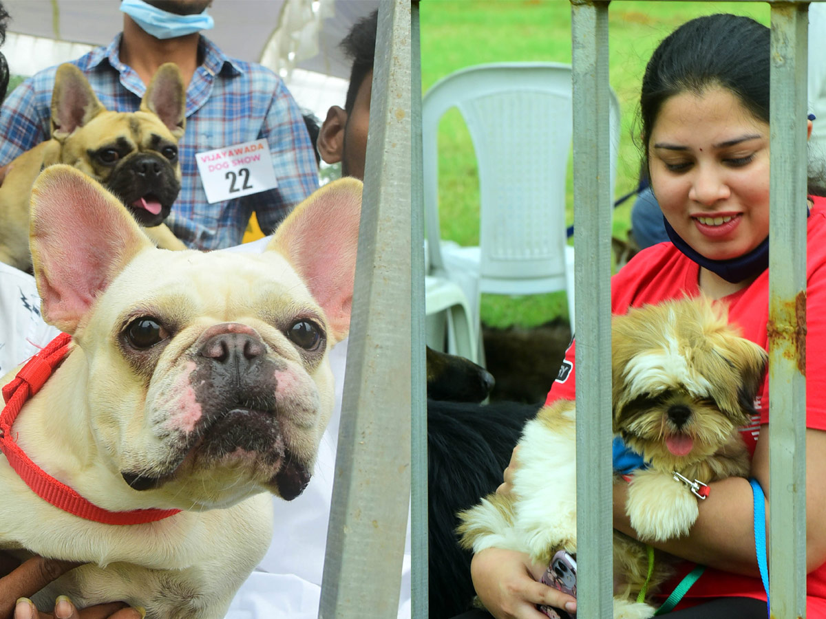 Dog Show In VIjayawada Photo Gallery - Sakshi14