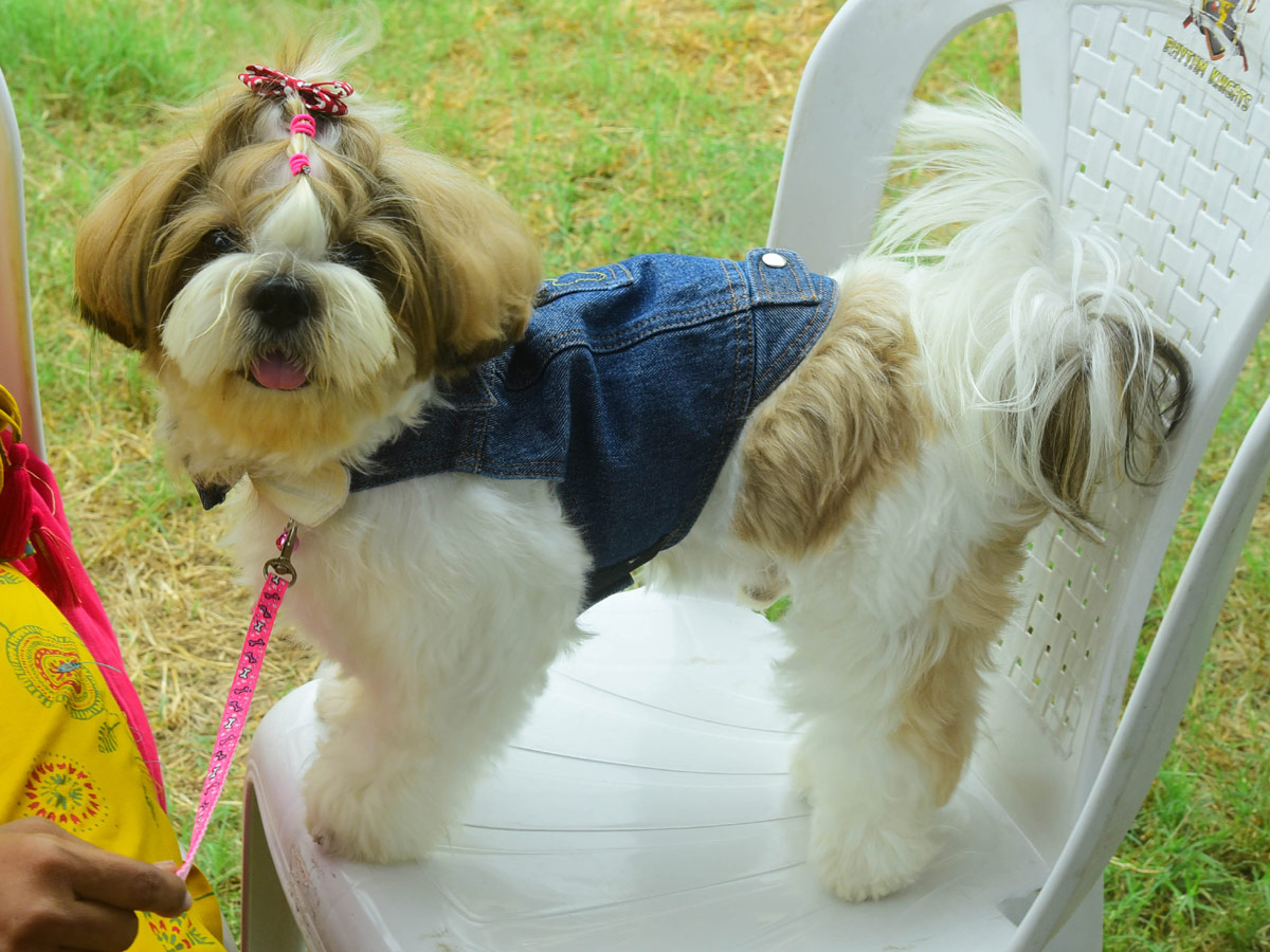 Dog Show In VIjayawada Photo Gallery - Sakshi15