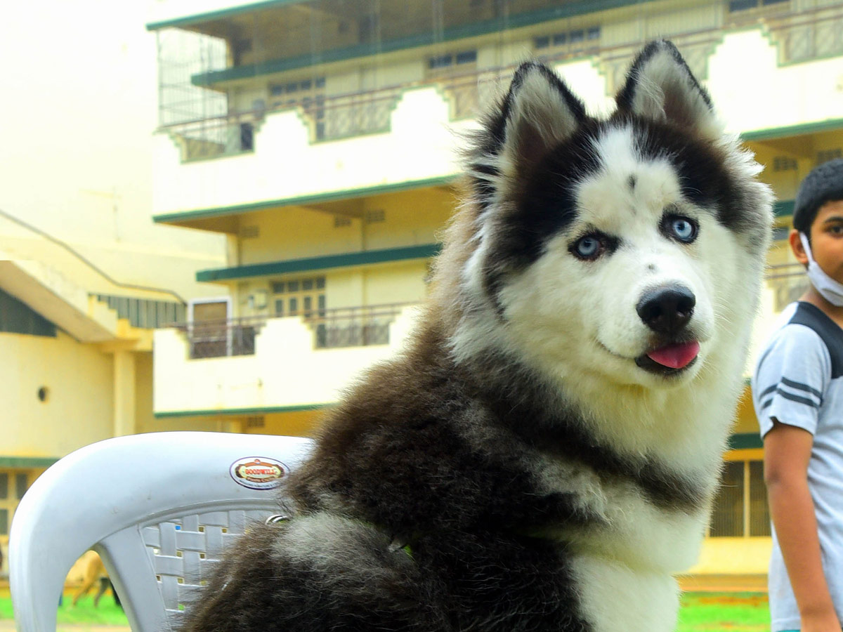 Dog Show In VIjayawada Photo Gallery - Sakshi16