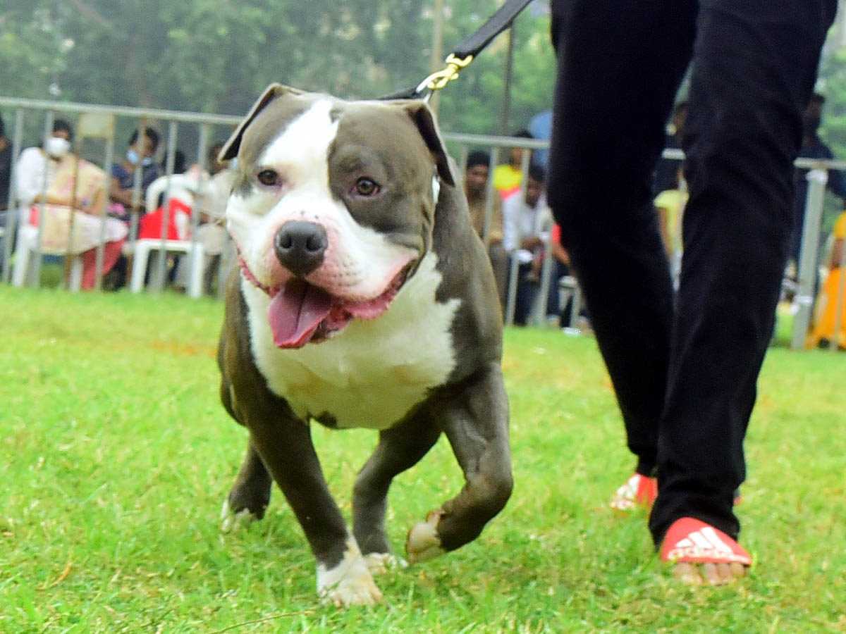 Dog Show In VIjayawada Photo Gallery - Sakshi17