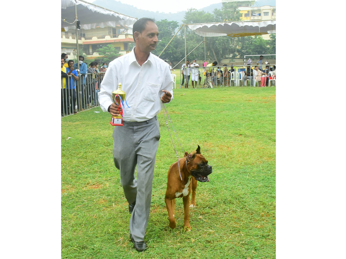 Dog Show In VIjayawada Photo Gallery - Sakshi18