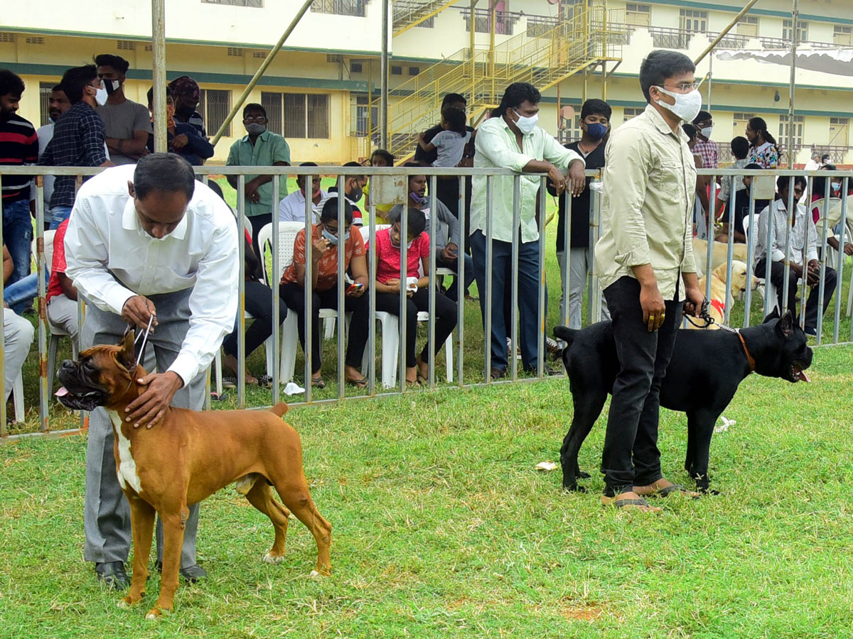 Dog Show In VIjayawada Photo Gallery - Sakshi19