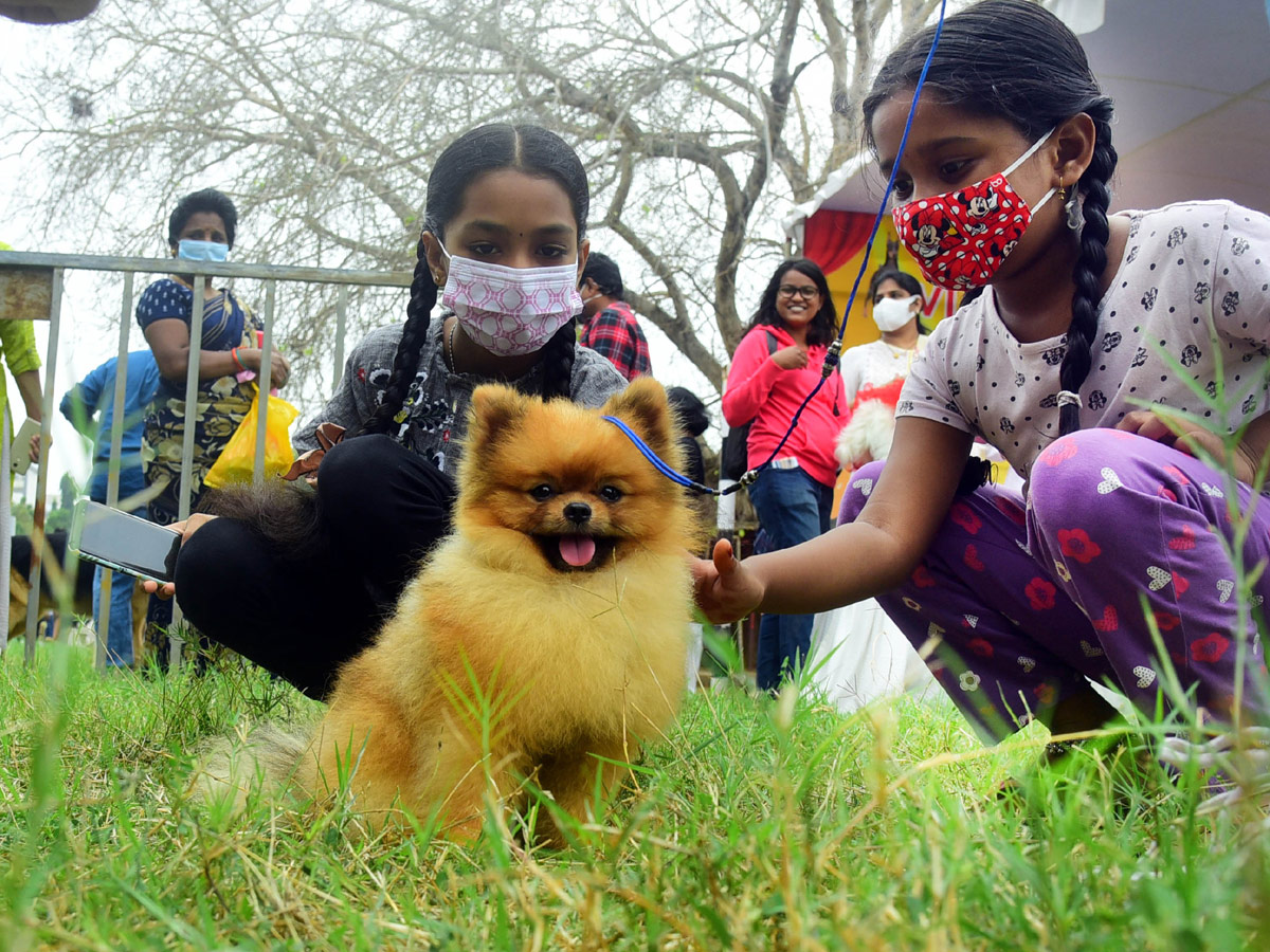 Dog Show In VIjayawada Photo Gallery - Sakshi2