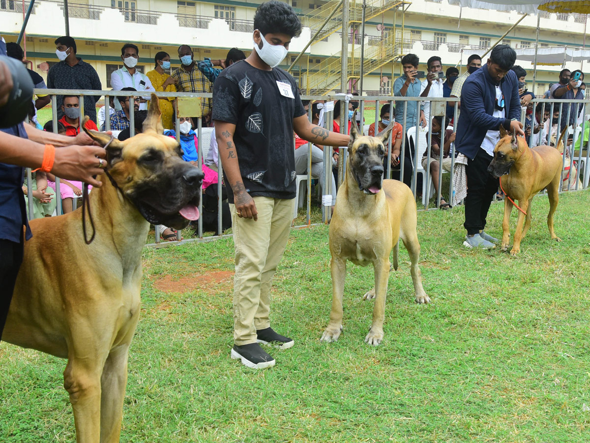 Dog Show In VIjayawada Photo Gallery - Sakshi22