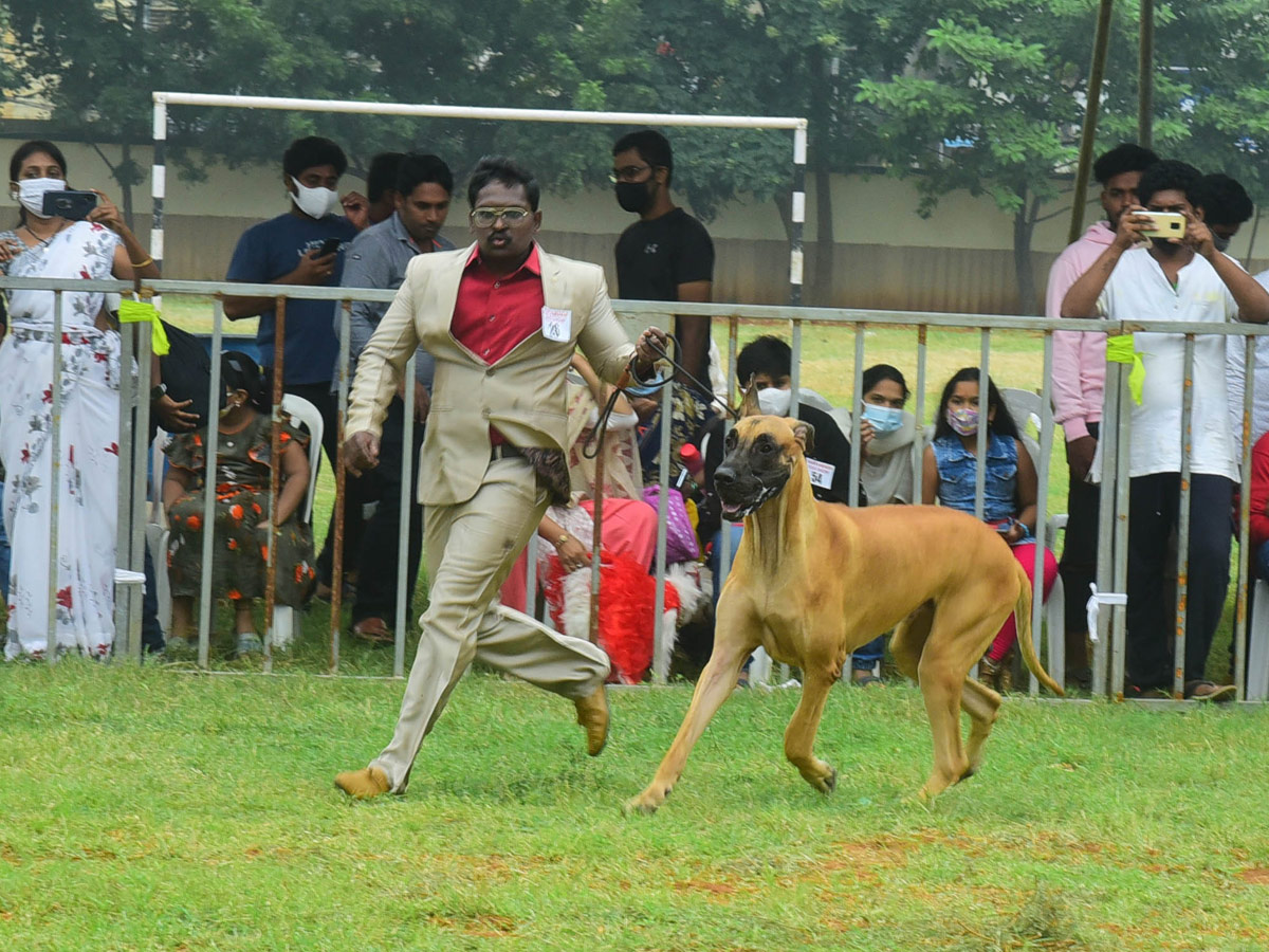 Dog Show In VIjayawada Photo Gallery - Sakshi23