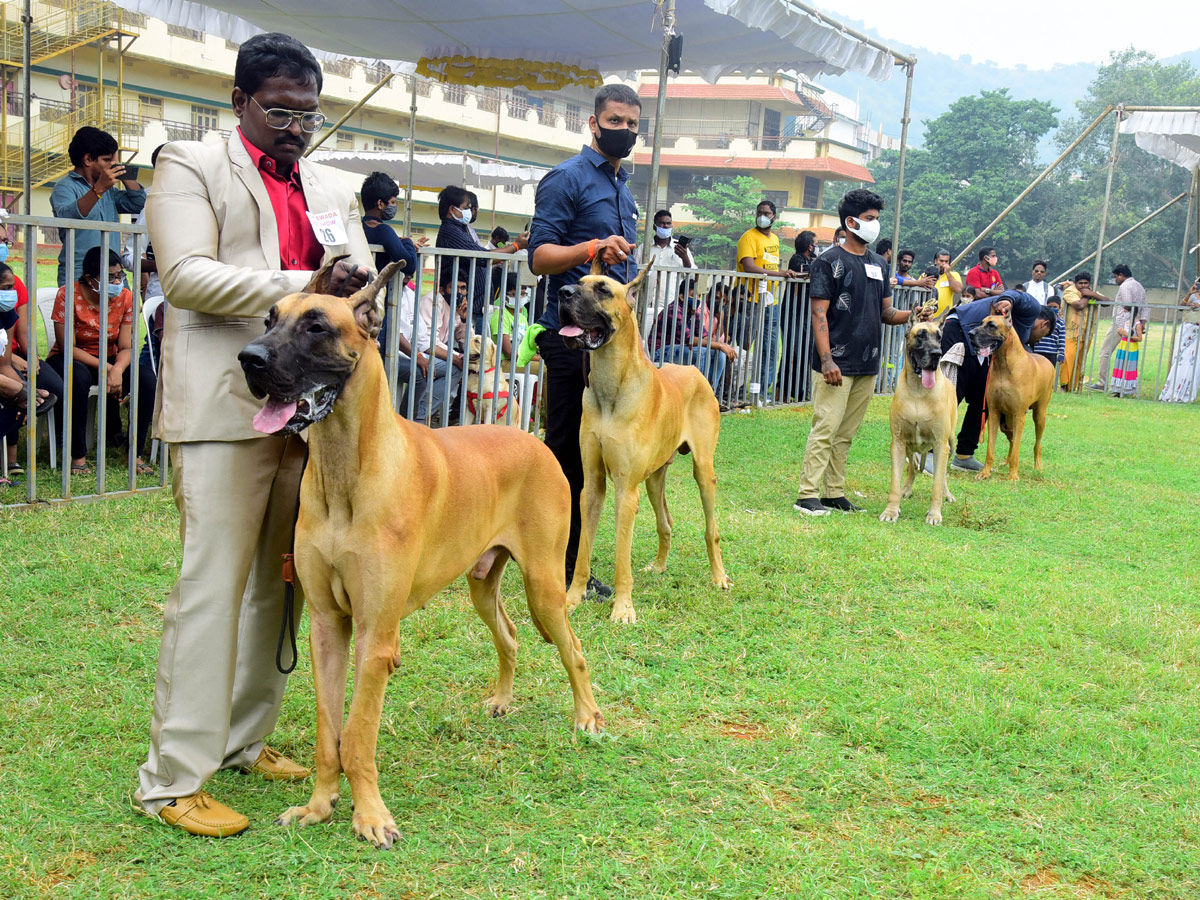 Dog Show In VIjayawada Photo Gallery - Sakshi24