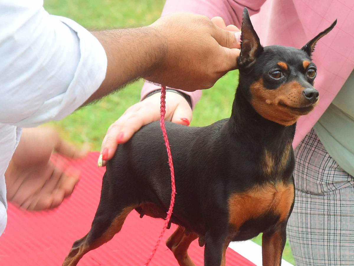 Dog Show In VIjayawada Photo Gallery - Sakshi25