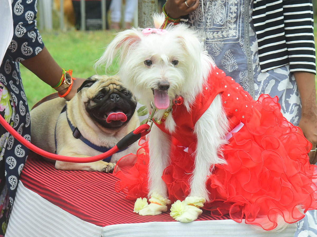 Dog Show In VIjayawada Photo Gallery - Sakshi3