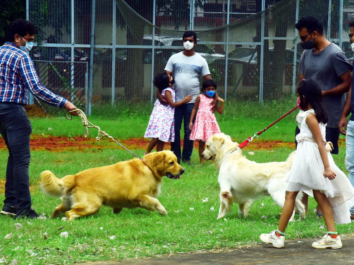 Dog Show In VIjayawada Photo Gallery - Sakshi9