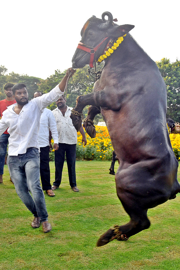 Sadar Festival Celebrations In Hyderabad - Sakshi5