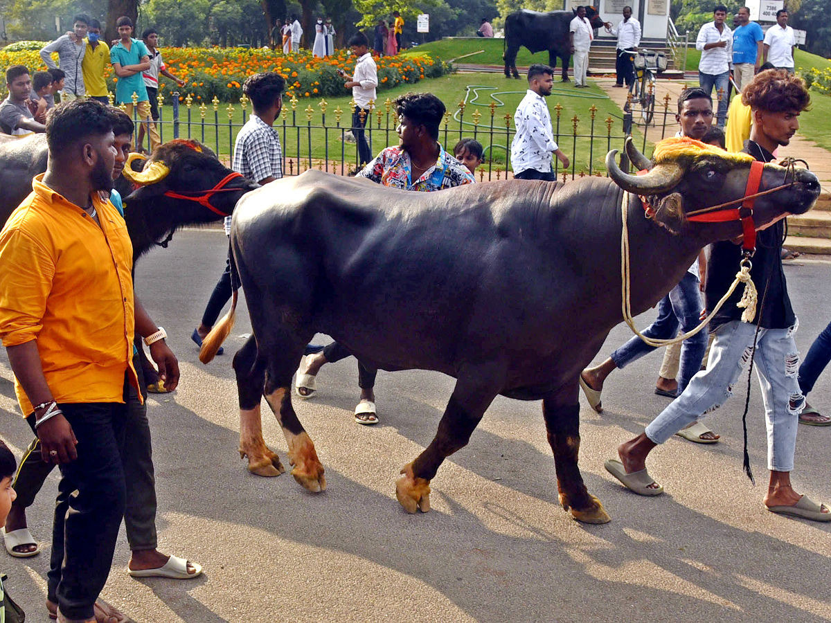 Sadar Festival Celebrations In Hyderabad - Sakshi3