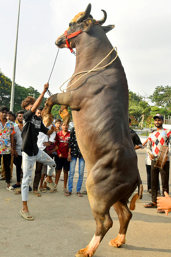 Sadar Festival Celebrations In Hyderabad - Sakshi4