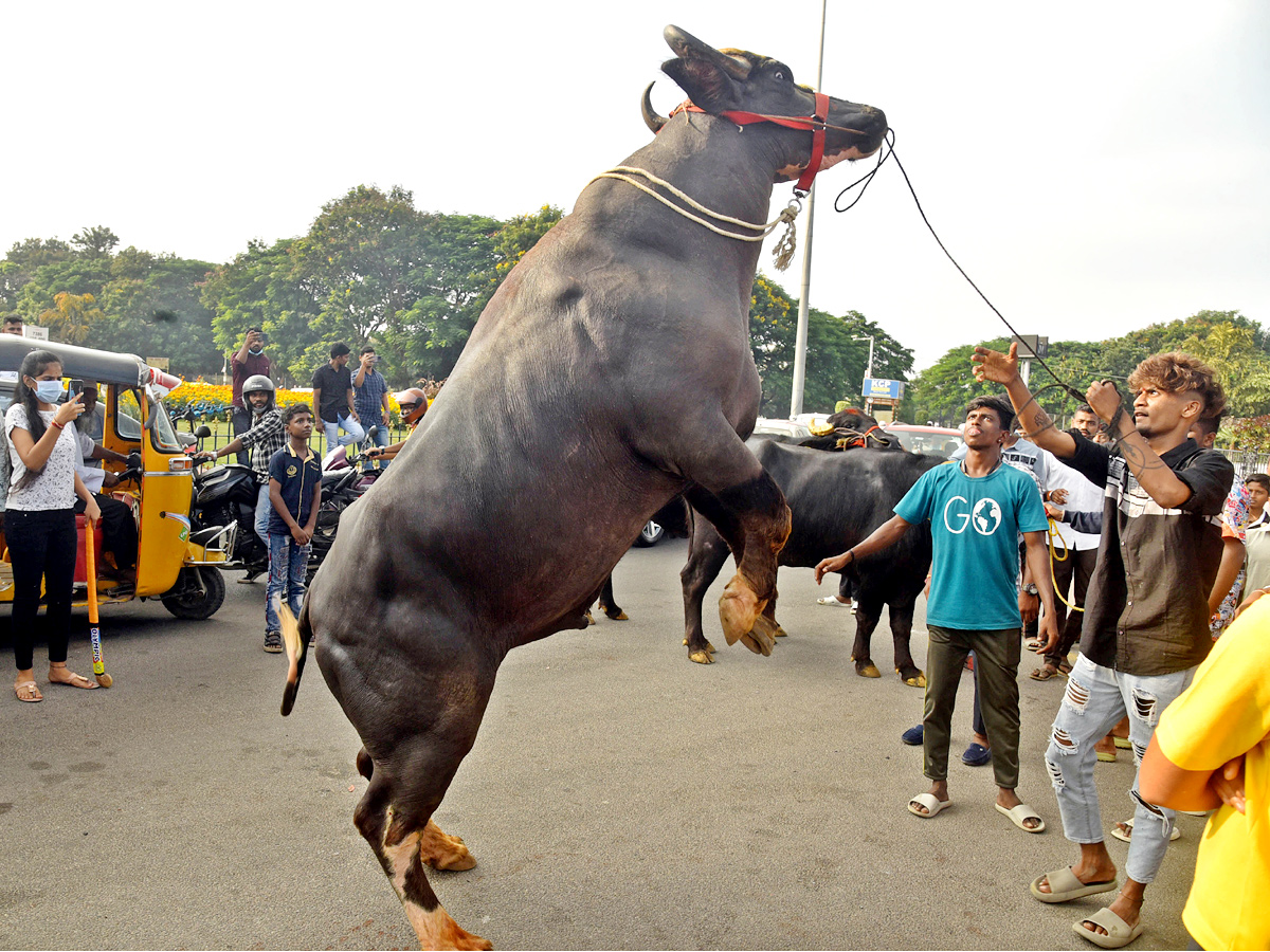 Sadar Festival Celebrations In Hyderabad - Sakshi1