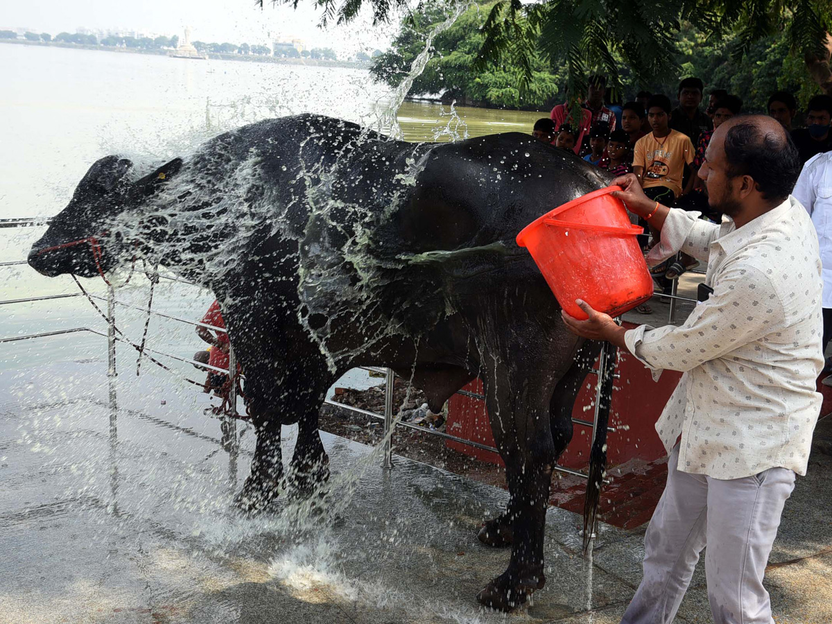 Sadar Festival Celebrations In Hyderabad - Sakshi6