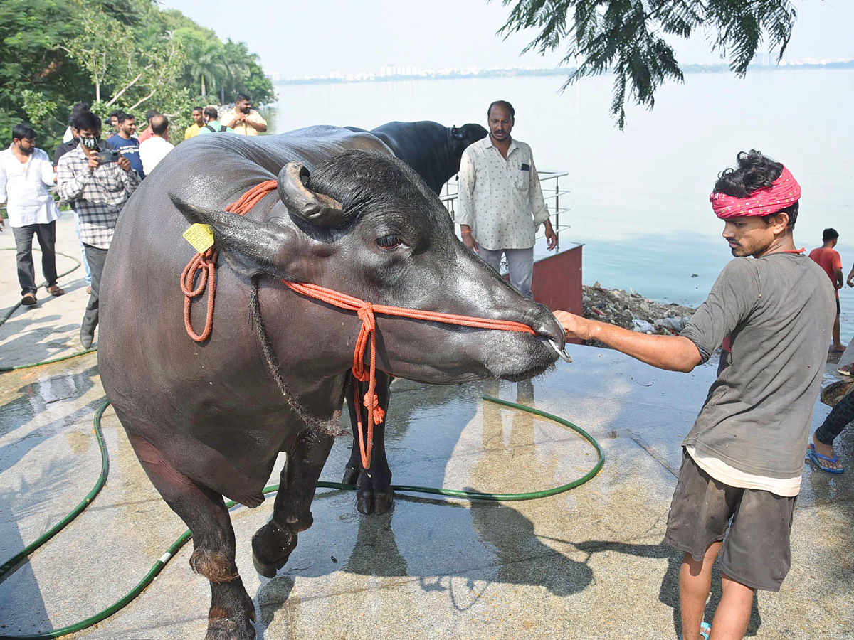 Sadar Festival Celebrations In Hyderabad - Sakshi7