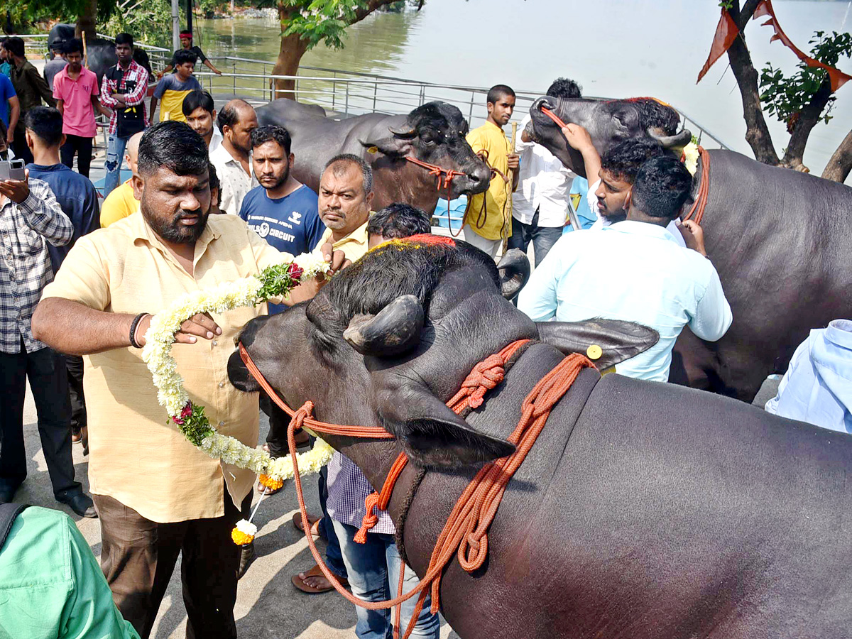 Sadar Festival Celebrations In Hyderabad - Sakshi8