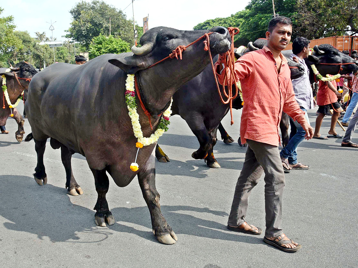 Sadar Festival Celebrations In Hyderabad - Sakshi10