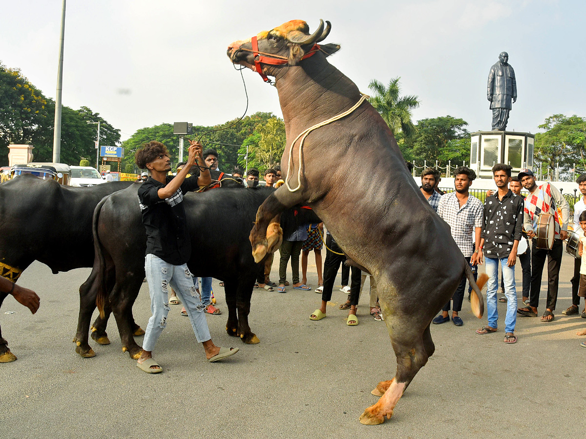 Sadar Festival Celebrations In Hyderabad - Sakshi11