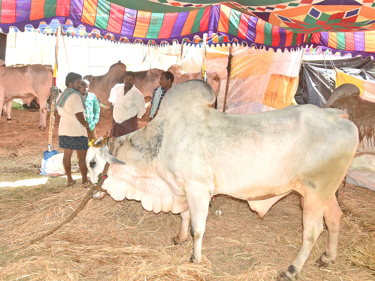 Bull Race in Andhra Pradesh - Sakshi12