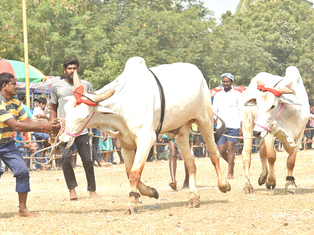 Bull Race in Andhra Pradesh - Sakshi14