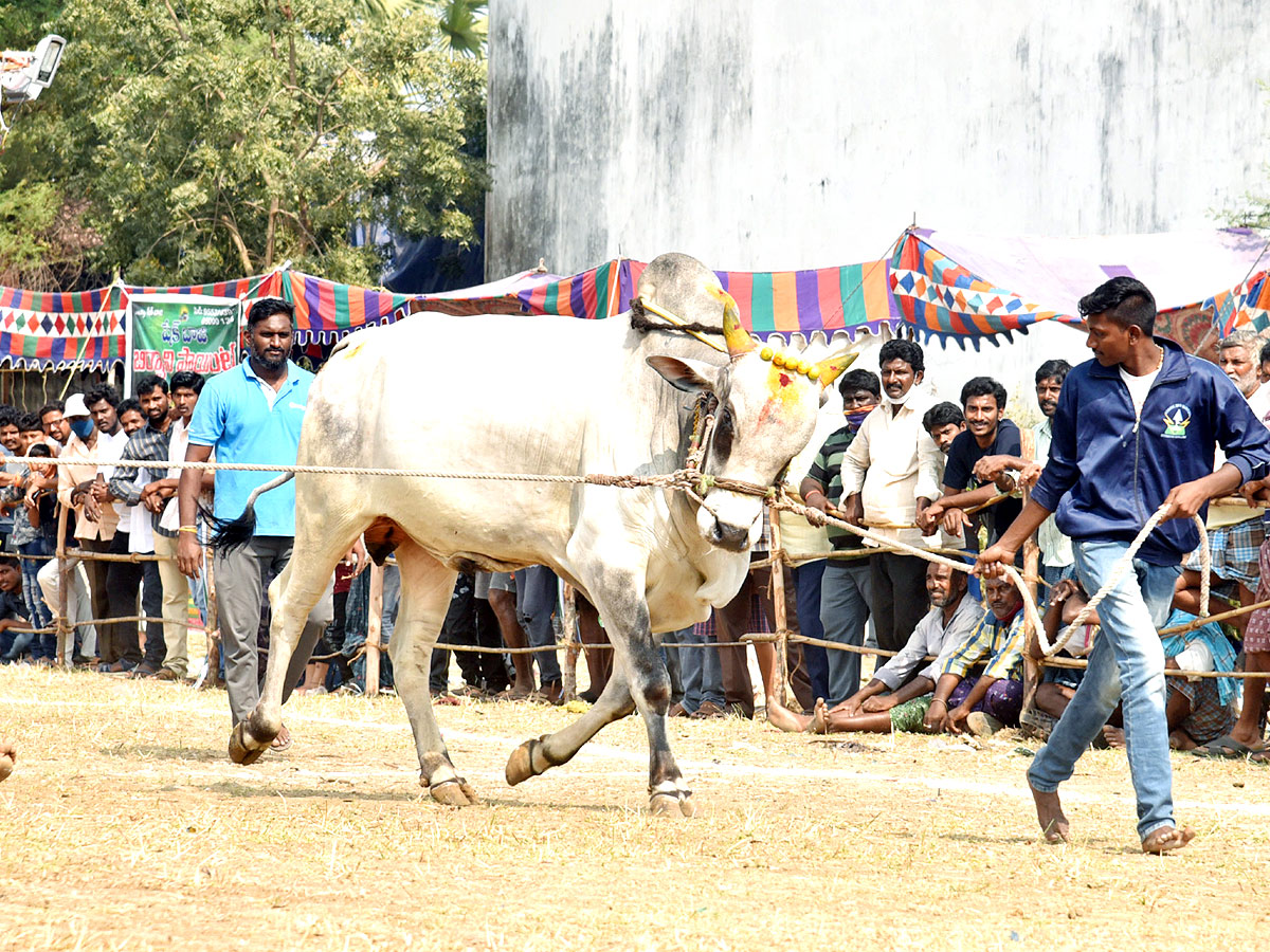 Bull Race in Andhra Pradesh - Sakshi4