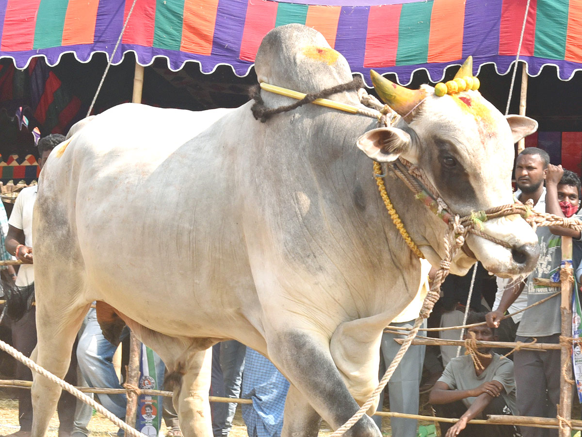 Bull Race in Andhra Pradesh - Sakshi6