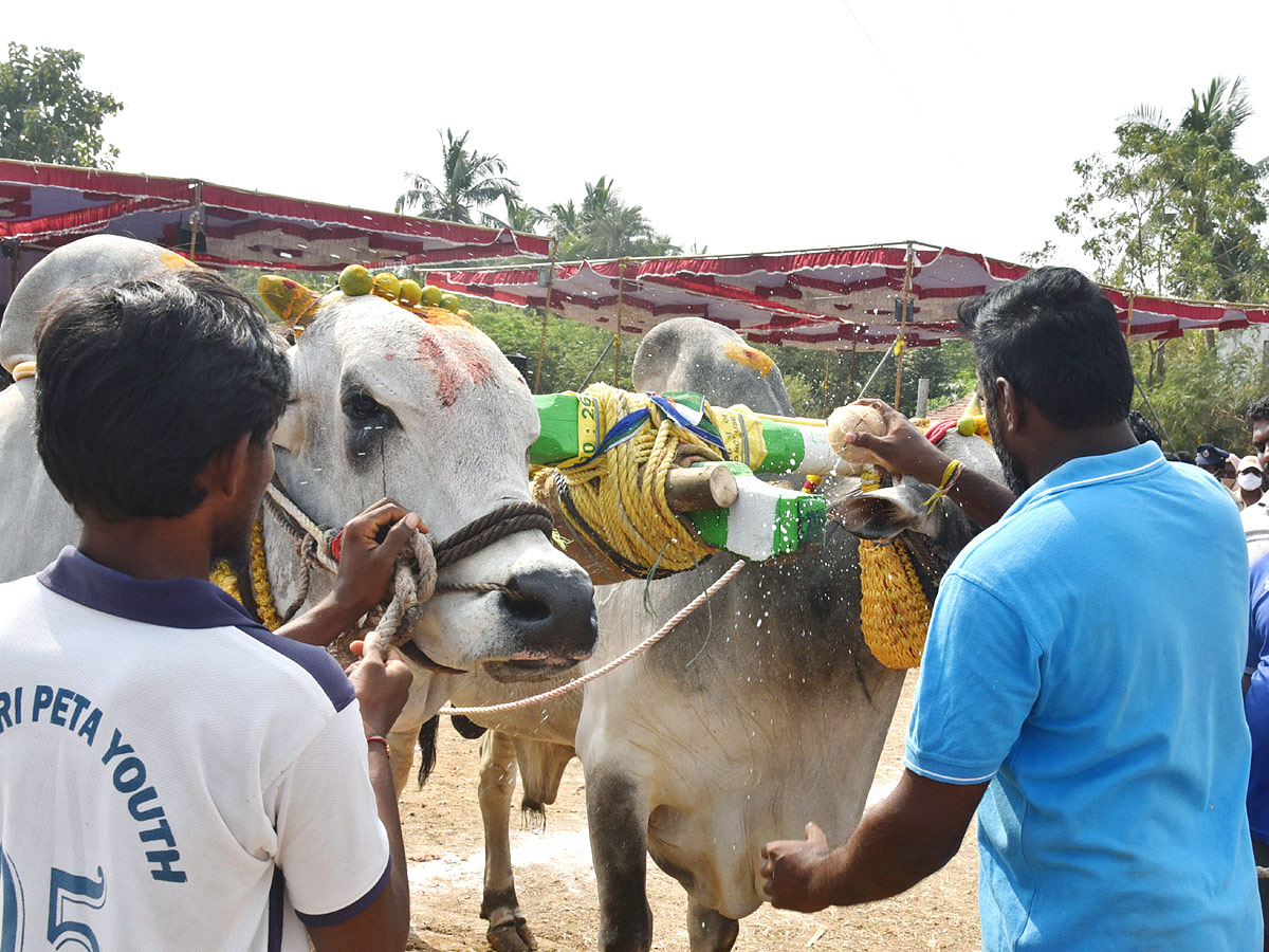 Bull Race in Andhra Pradesh - Sakshi7