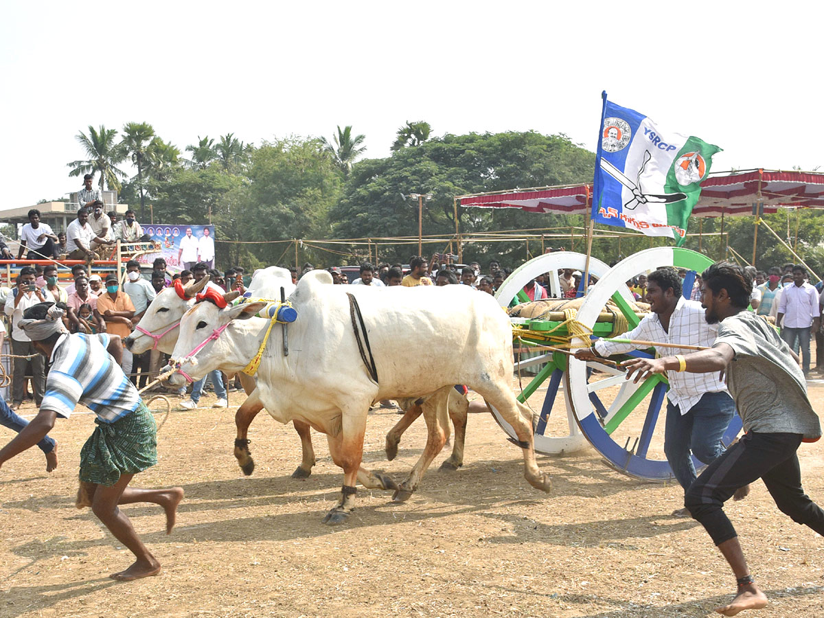 Bull Race in Andhra Pradesh - Sakshi9