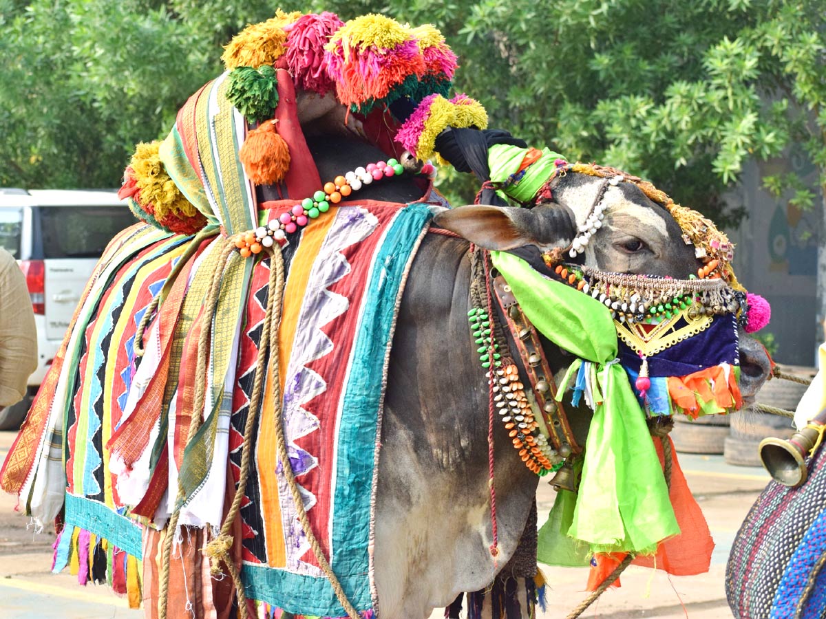 Bhogi Celebrations in Andhra Pradesh - Sakshi11