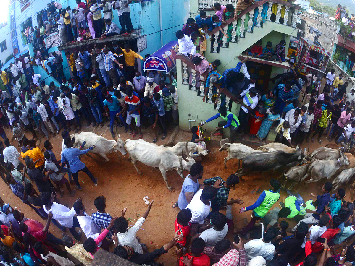 Jallikattu festival in chittoor district Photo Gallery - Sakshi11