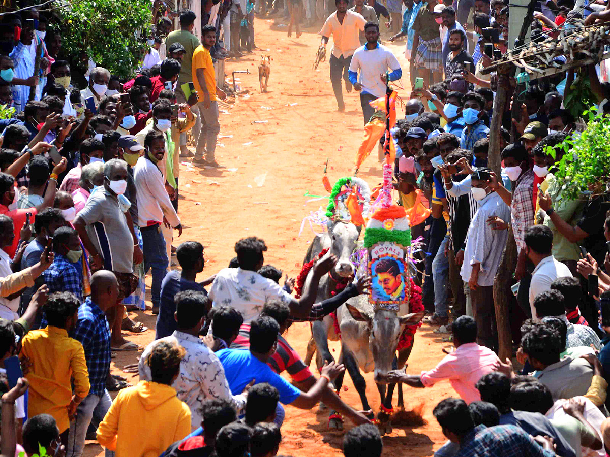 Jallikattu festival in chittoor district Photo Gallery - Sakshi12