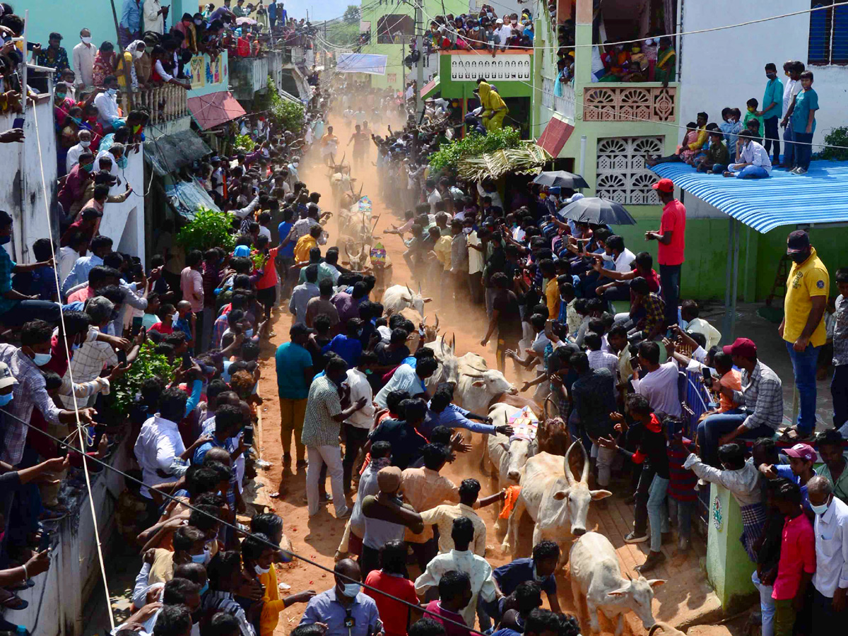 Jallikattu festival in chittoor district Photo Gallery - Sakshi13