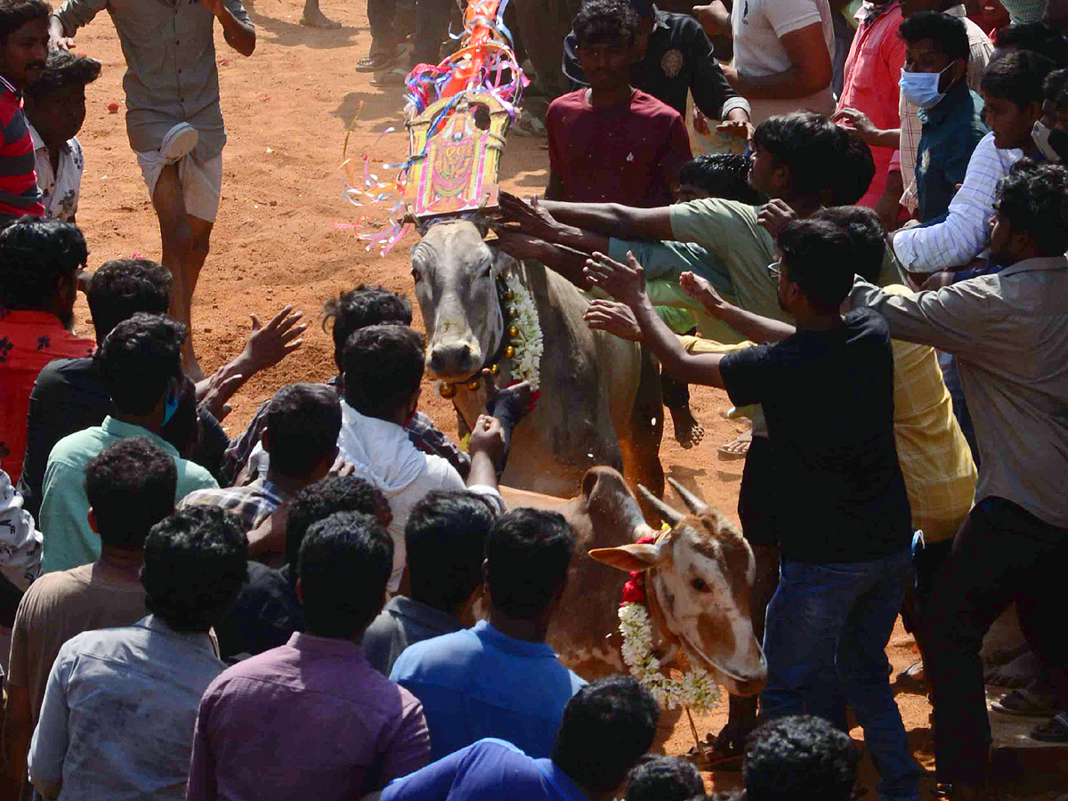 Jallikattu festival in chittoor district Photo Gallery - Sakshi14