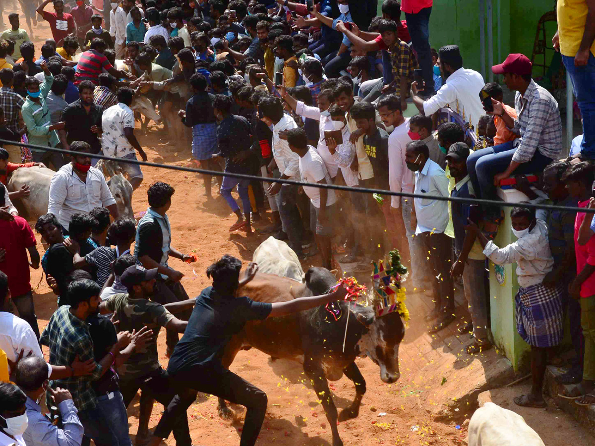 Jallikattu festival in chittoor district Photo Gallery - Sakshi1