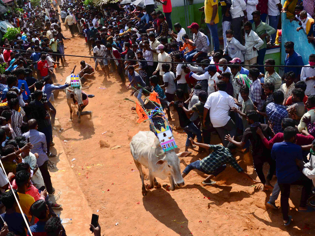 Jallikattu festival in chittoor district Photo Gallery - Sakshi15