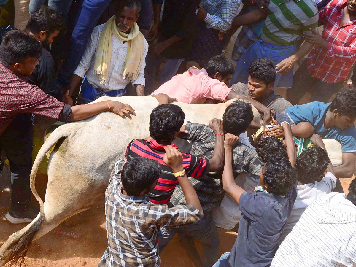 Jallikattu festival in chittoor district Photo Gallery - Sakshi16