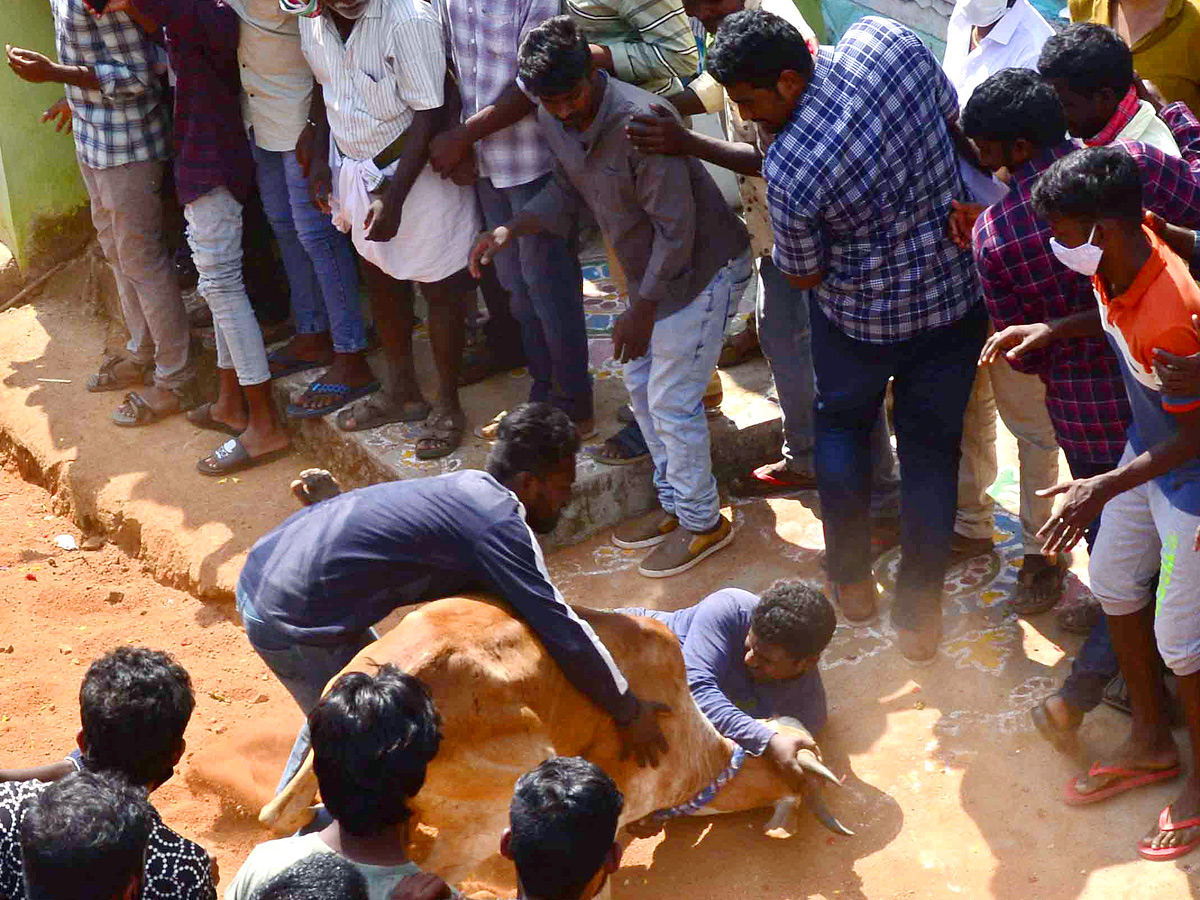 Jallikattu festival in chittoor district Photo Gallery - Sakshi17