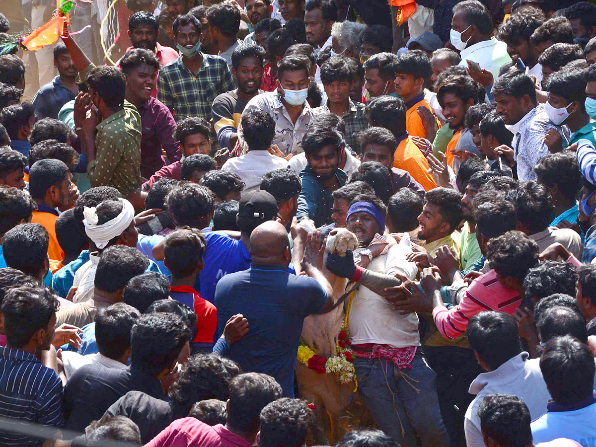 Jallikattu festival in chittoor district Photo Gallery - Sakshi4