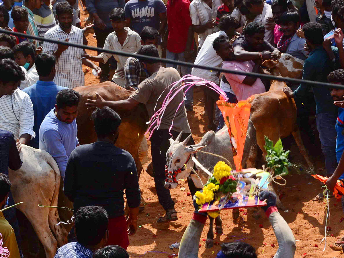 Jallikattu festival in chittoor district Photo Gallery - Sakshi6