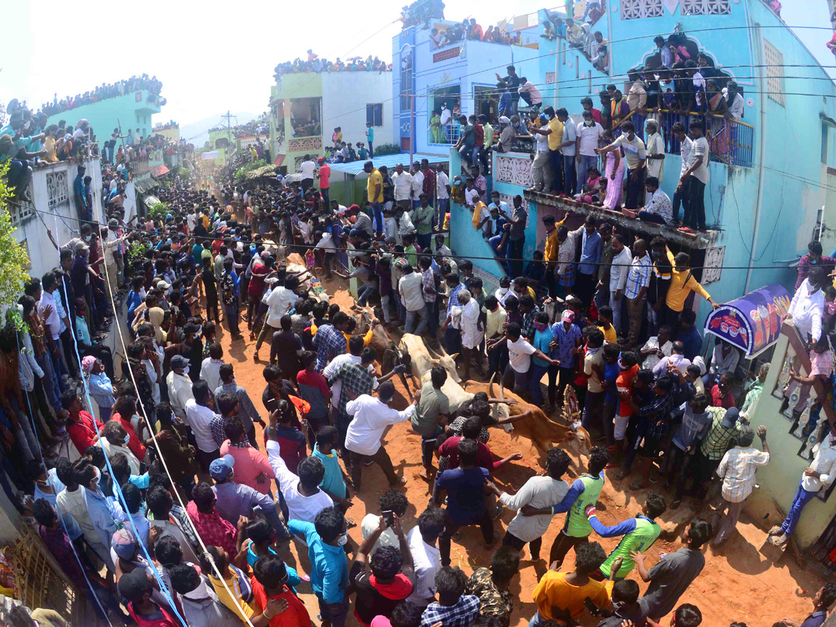 Jallikattu festival in chittoor district Photo Gallery - Sakshi8