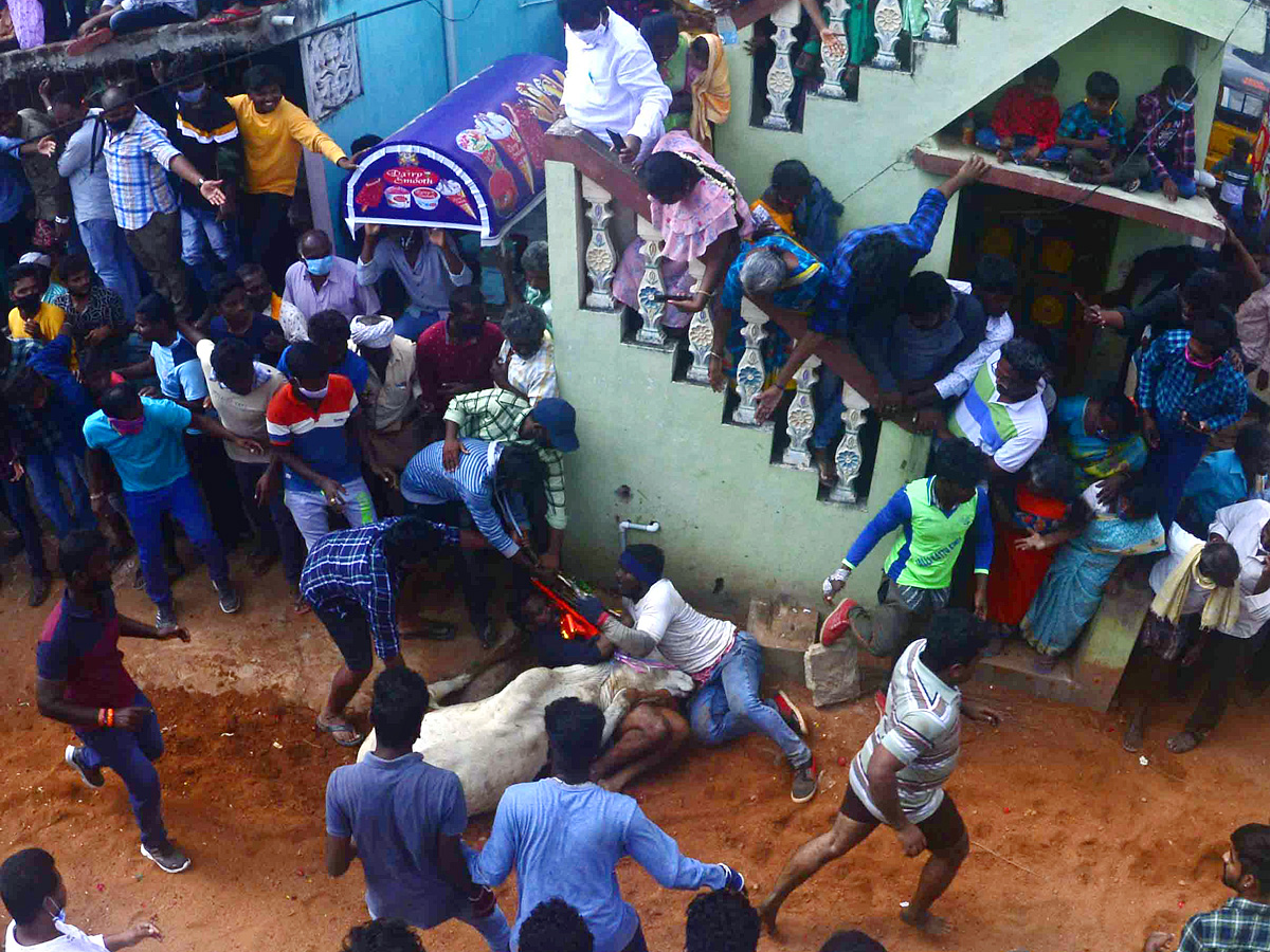 Jallikattu festival in chittoor district Photo Gallery - Sakshi10