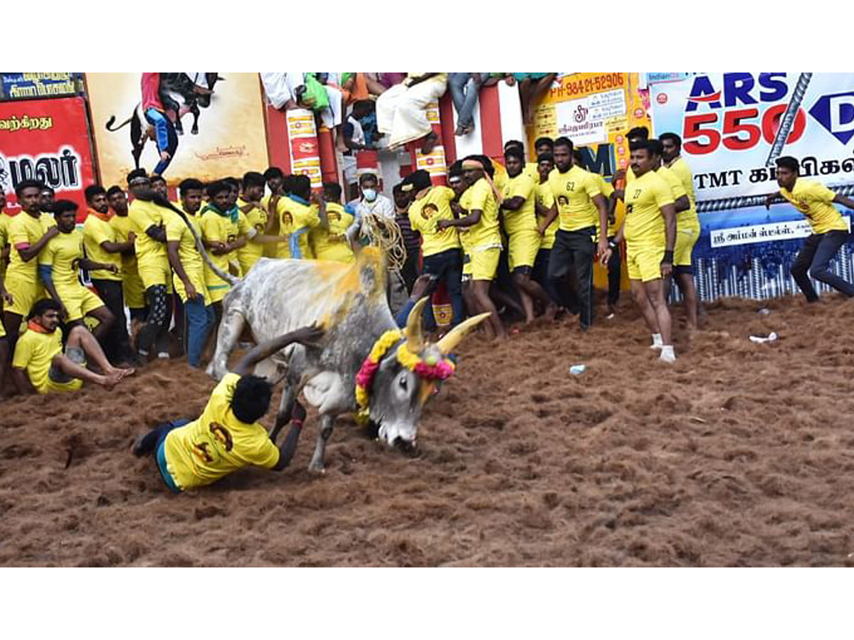  jallikattu festival in tamilnadu Photo Gallery - Sakshi1