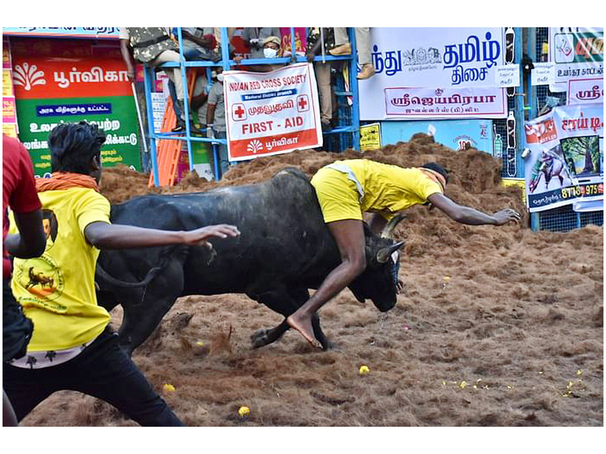  jallikattu festival in tamilnadu Photo Gallery - Sakshi2