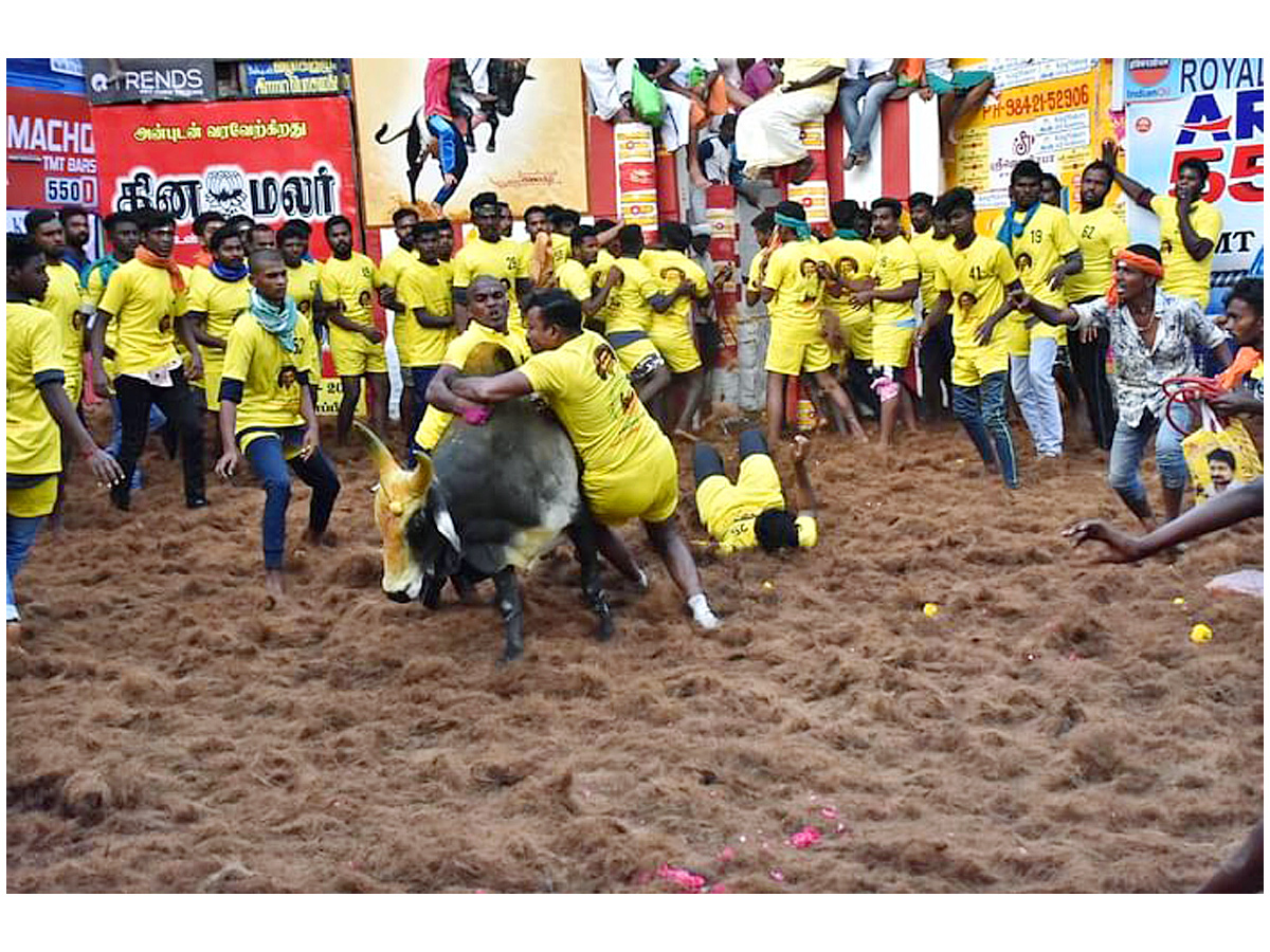  jallikattu festival in tamilnadu Photo Gallery - Sakshi3