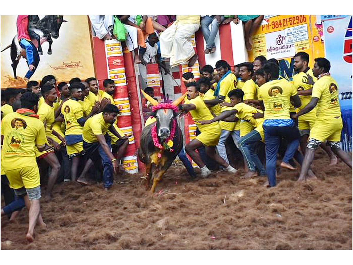  jallikattu festival in tamilnadu Photo Gallery - Sakshi4