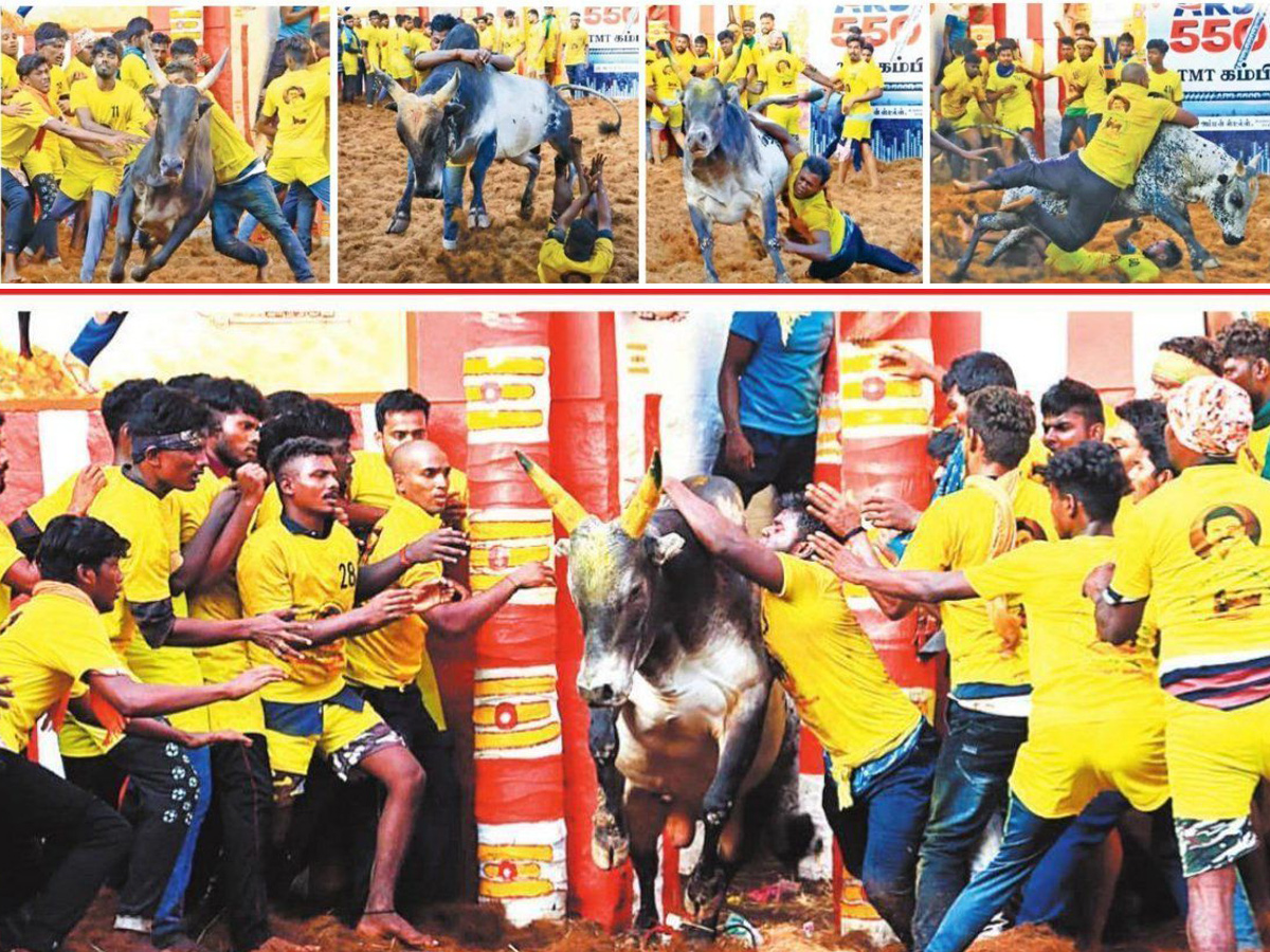  jallikattu festival in tamilnadu Photo Gallery - Sakshi5