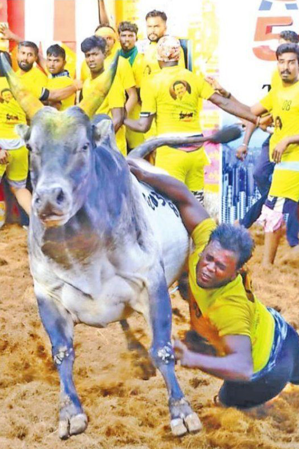  jallikattu festival in tamilnadu Photo Gallery - Sakshi7