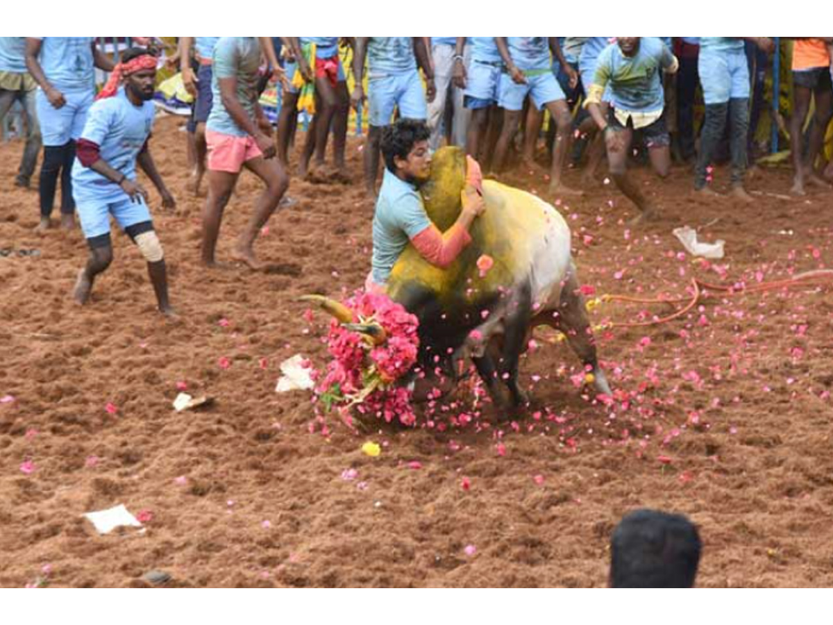  jallikattu festival in tamilnadu Photo Gallery - Sakshi6