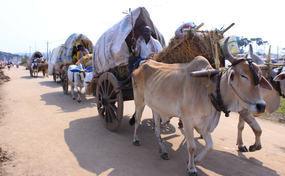 Huge Rush Of Devotees At Medaram Jatara - Sakshi22