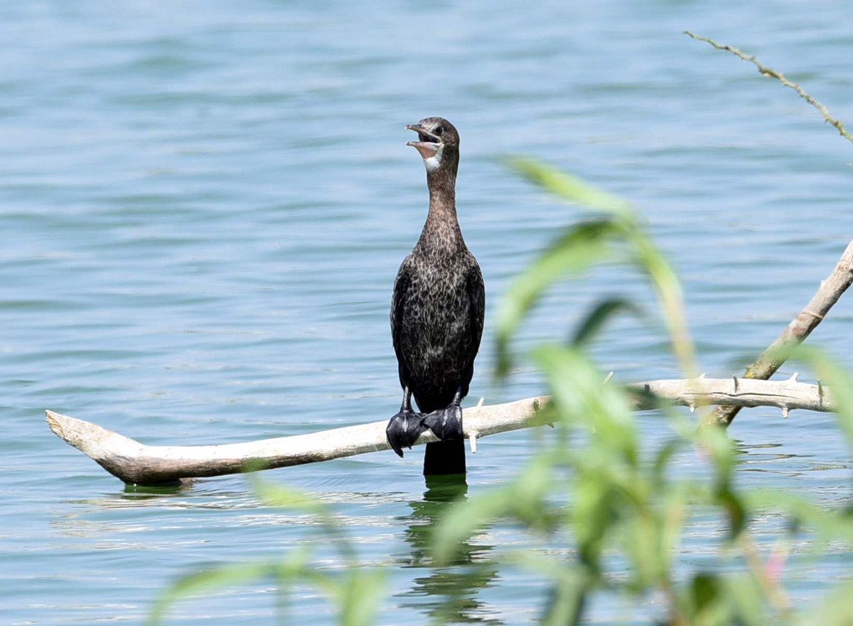 Flamingo Birds in Ameenpur Pond Photo Gallery - Sakshi10